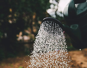 Uprawa pomidorów – o czym warto pamiętać? Uprawa pomidorów – o czym warto pamiętać?