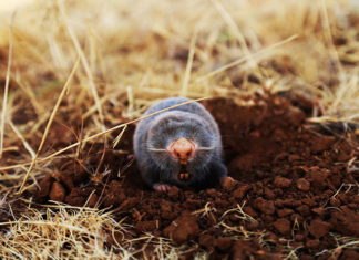 Siatka – skuteczna broń przeciwko kretom Siatka - skuteczna broń przeciwko kretom