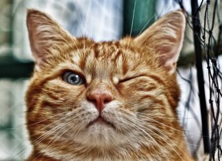 Jakie rośliny oczyszczają oczko wodne? Jakie rośliny oczyszczają oczko wodne?