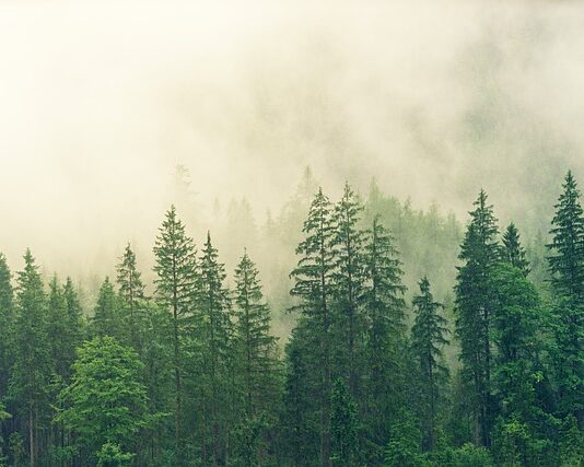 Co lepsze świerk czy modrzew? Co lepsze świerk czy modrzew?