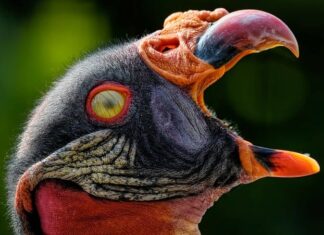 Ile wytrzymuje membrana w hydroforze? Ile wytrzymuje membrana w hydroforze?