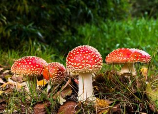 Czy można się zatruć zapachem z szamba?