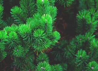 Jaki stroik zamiast choinki?