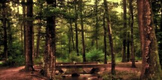 Ile prądu pobiera biologiczna oczyszczalnia ścieków?