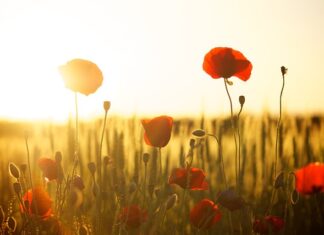 Po co mąka ziemniaczana do biszkoptu?