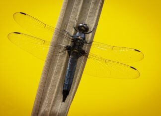 Ile kosztuje wymiana noża w kosiarce? Ile kosztuje wymiana noża w kosiarce?