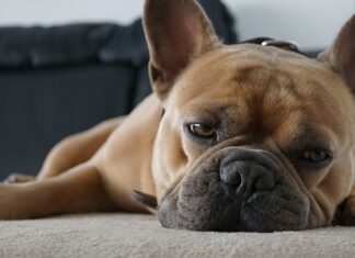 Jak wypełnić poduchy na kanapie? Jak wypełnić poduchy na kanapie?