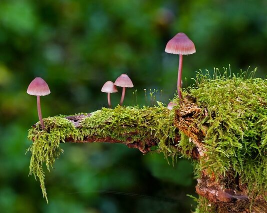 Ile kosztuje wymiana gąbki w kanapie?