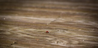 Jakie drewno najlepiej sprawdzi się na tarasie