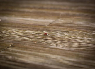 Jakie drewno najlepiej sprawdzi się na tarasie